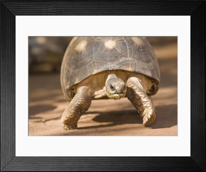 Framed Print : DDE-90021113 Framed Print : DDE-90021113