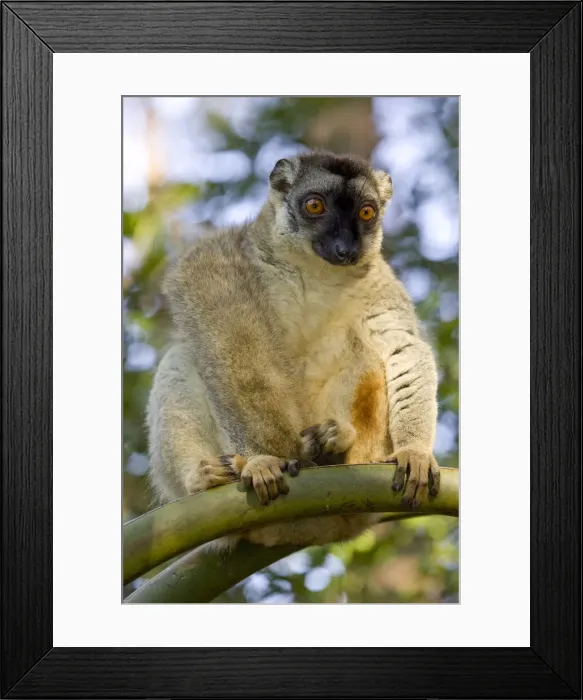 Framed Print : DDE-90021114