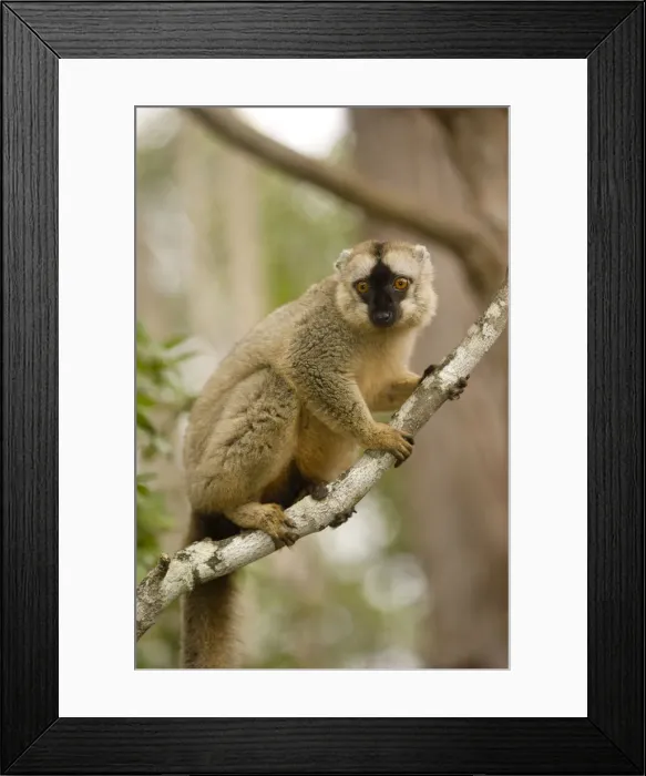 Framed Print : DDE-90021115 Framed Print : DDE-90021115