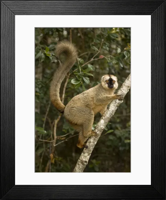 Framed Print : DDE-90021116 Framed Print : DDE-90021116