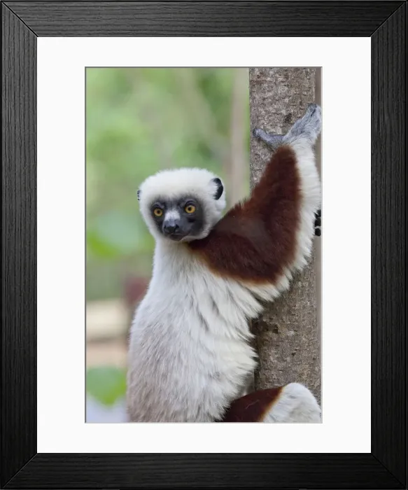 Framed Print : DDE-90020979 Framed Print : DDE-90020979