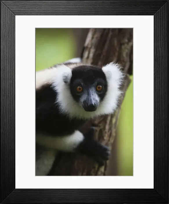 Framed Print : DDE-90021118 Framed Print : DDE-90021118