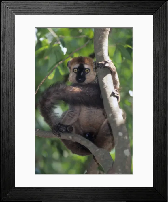 Framed Print : DDE-90021117 Framed Print : DDE-90021117