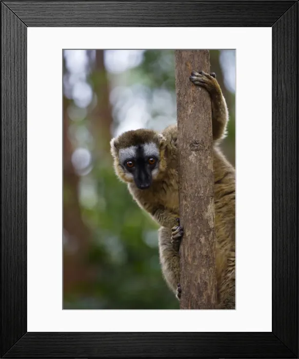 Framed Print : DDE-90021120 Framed Print : DDE-90021120