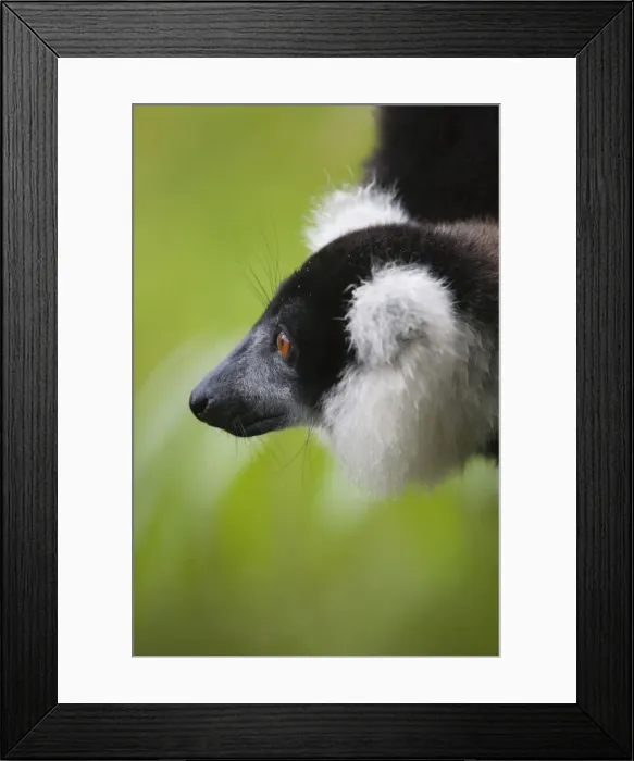 Framed Print : DDE-90021119