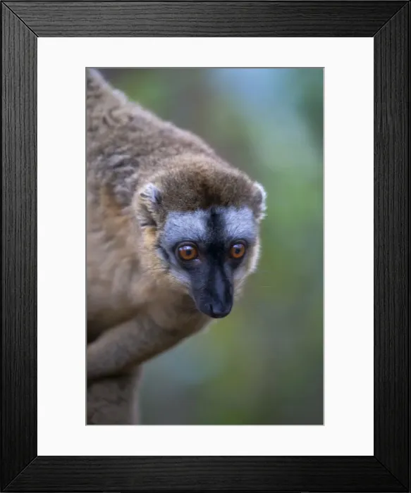 Framed Print : DDE-90021121 Framed Print : DDE-90021121