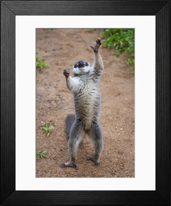 Framed Print : DDE-90021122 Framed Print : DDE-90021122