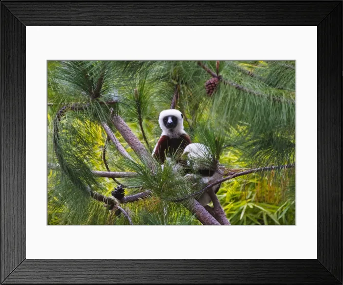 Framed Print : DDE-90021124 Framed Print : DDE-90021124