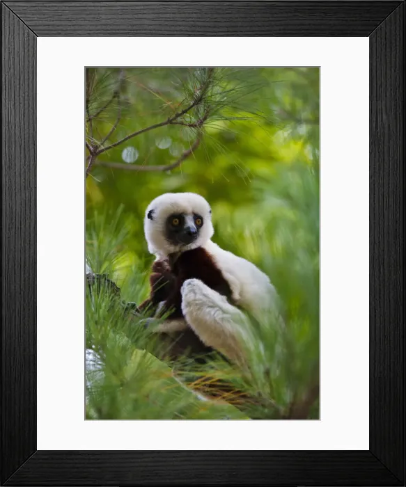 Framed Print : DDE-90021125 Framed Print : DDE-90021125