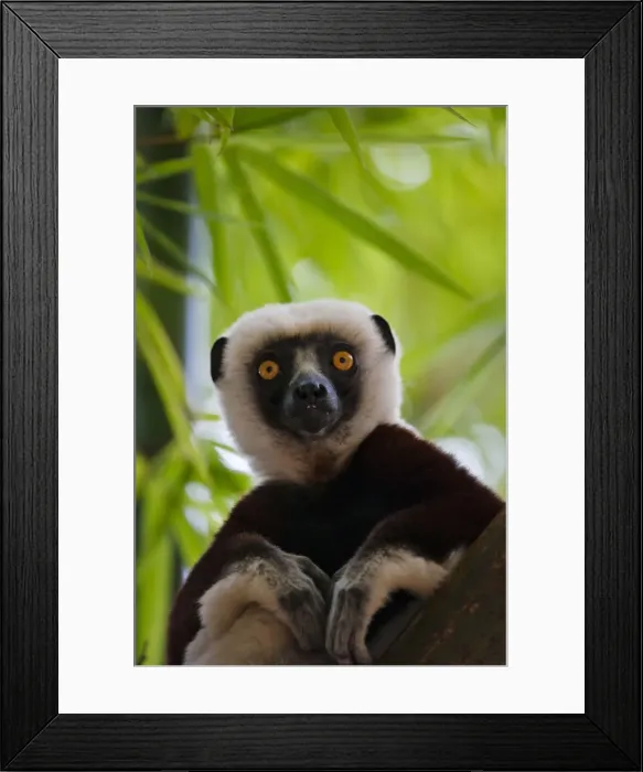 Framed Print : DDE-90021126 Framed Print : DDE-90021126