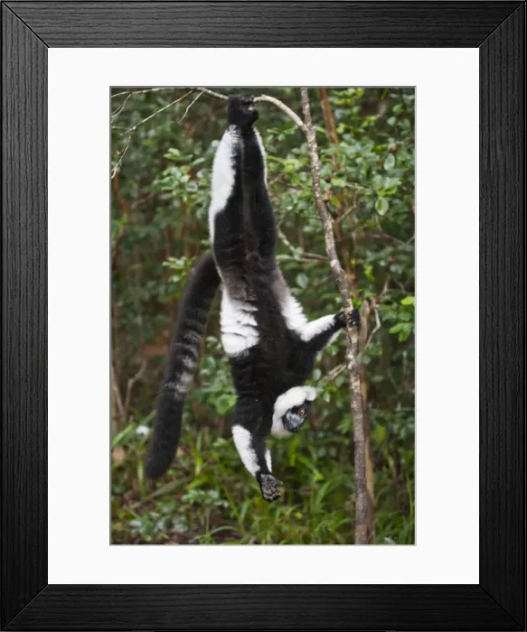 Framed Print : DDE-90021123 Framed Print : DDE-90021123