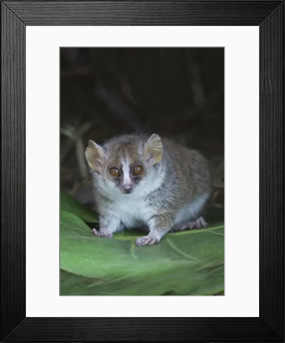 Framed Print : DDE-90021128 Framed Print : DDE-90021128