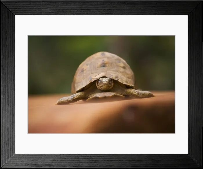 Framed Print : DDE-90021127 Framed Print : DDE-90021127