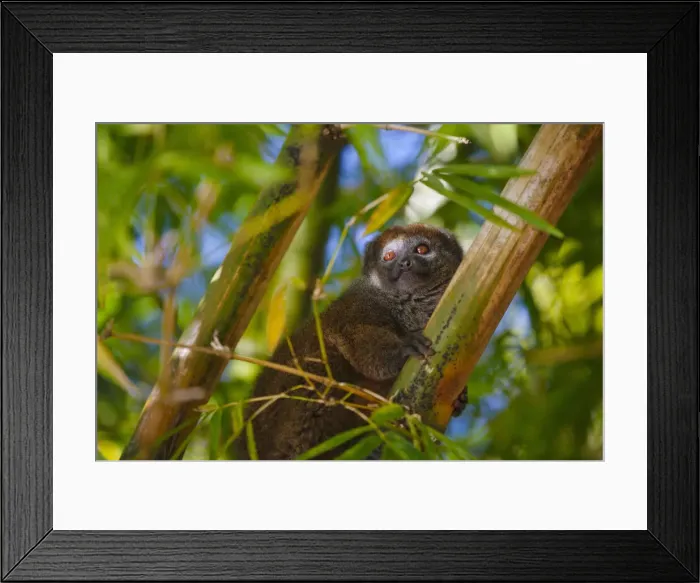 Framed Print : DDE-90021130 Framed Print : DDE-90021130