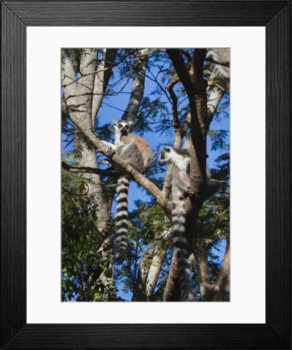 Framed Print : DDE-90021132 Framed Print : DDE-90021132