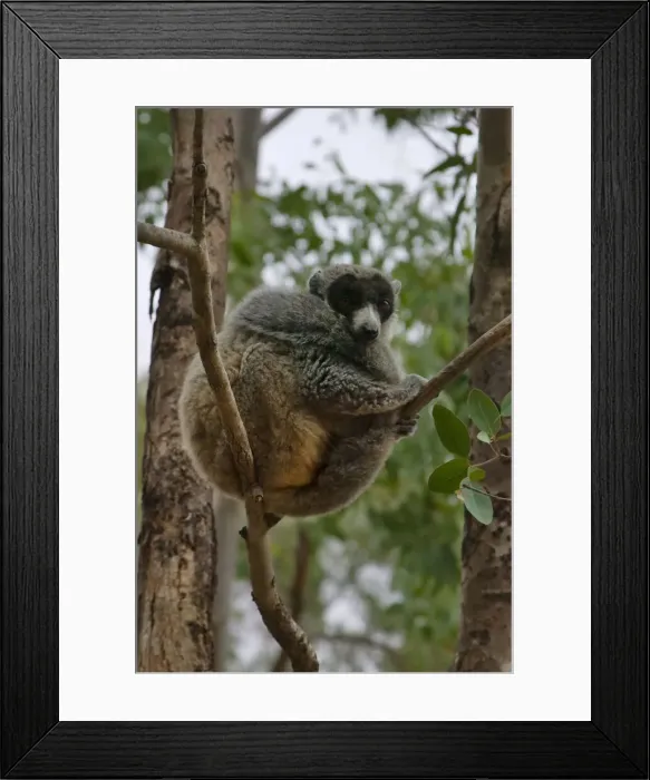 Framed Print : DDE-90021129 Framed Print : DDE-90021129