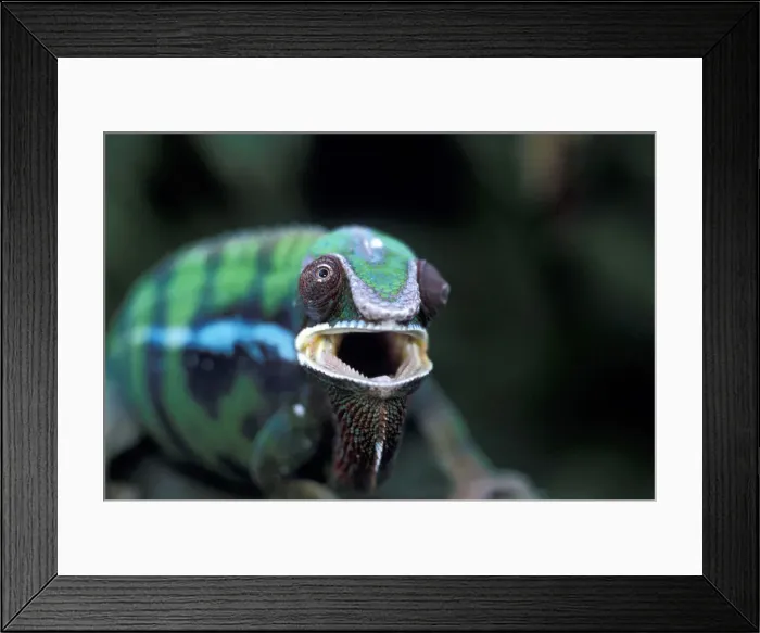 Framed Print : DDE-90021137 Framed Print : DDE-90021137