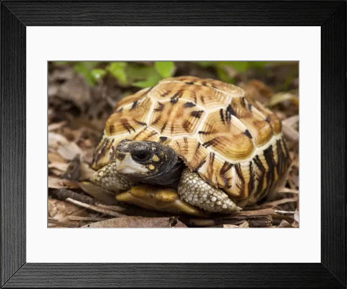 Framed Print : DDE-90021138 Framed Print : DDE-90021138