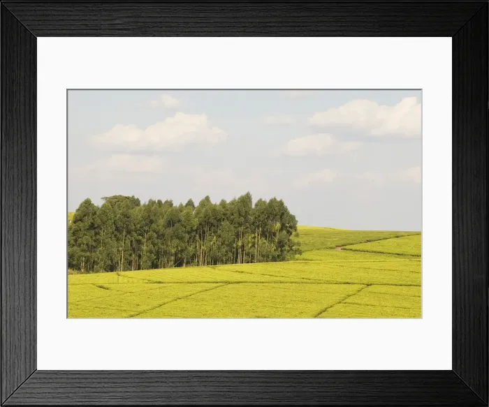 Framed Print : DDE-90021140 Framed Print : DDE-90021140
