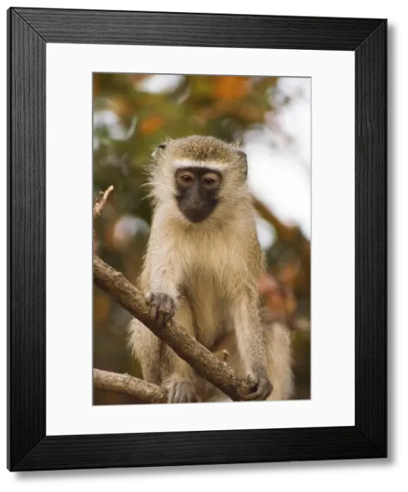Framed Print : DDE-90021141