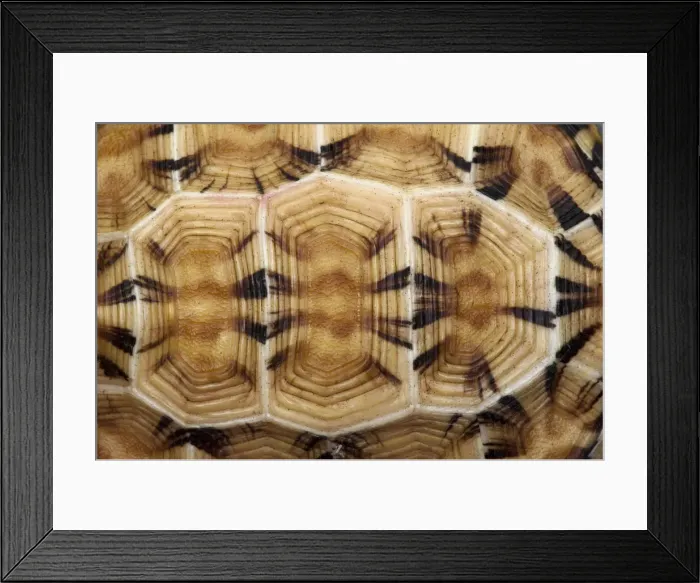 Framed Print : DDE-90021139 Framed Print : DDE-90021139