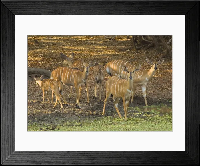 Framed Print : DDE-90021142 Framed Print : DDE-90021142