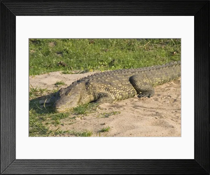 Framed Print : DDE-90021144