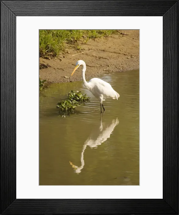 Framed Print : DDE-90021145