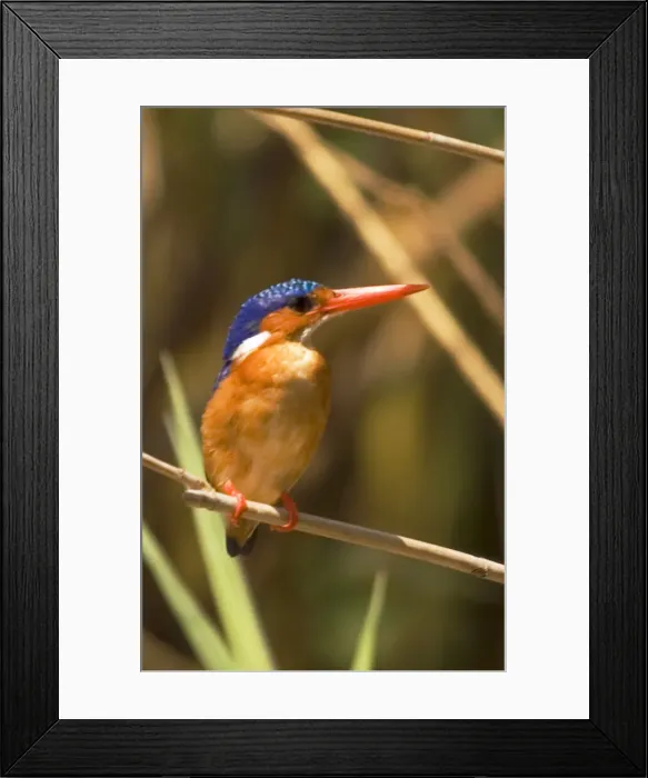 Framed Print : DDE-90021146 Framed Print : DDE-90021146