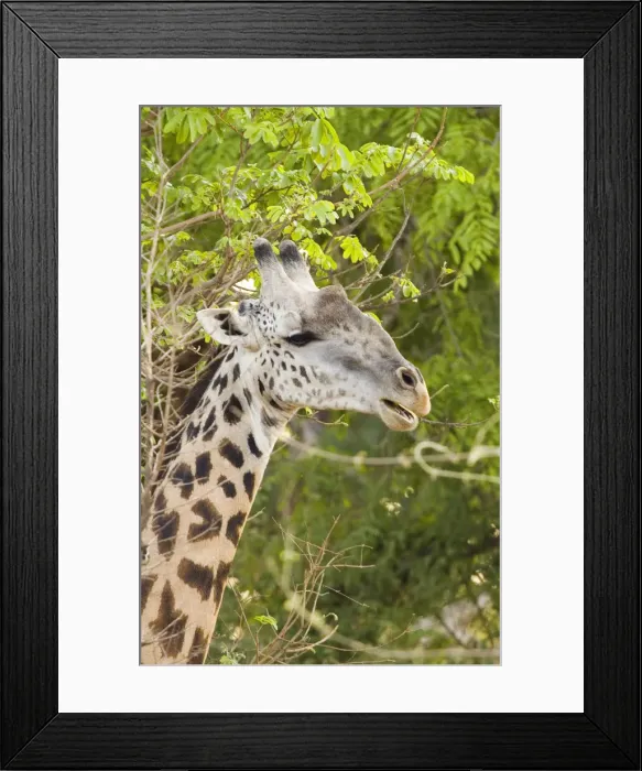 Framed Print : DDE-90021147 Framed Print : DDE-90021147