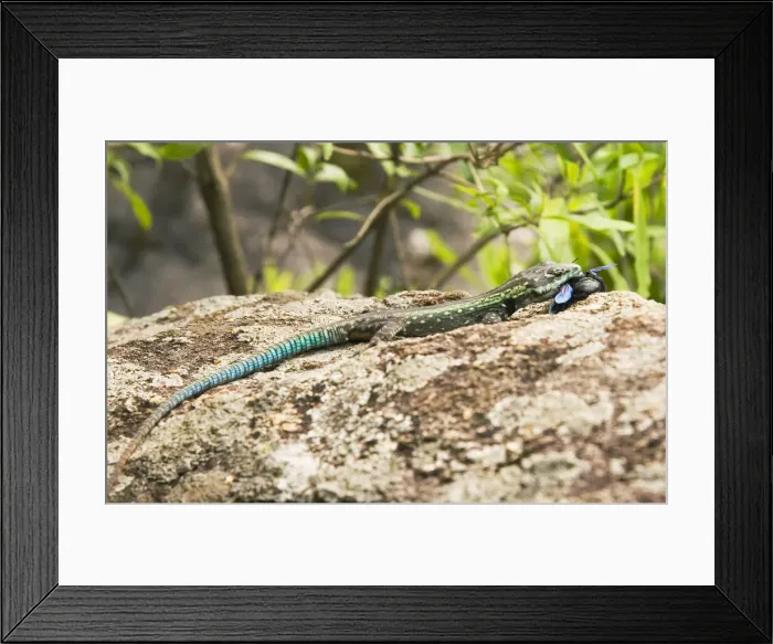 Framed Print : DDE-90021150 Framed Print : DDE-90021150