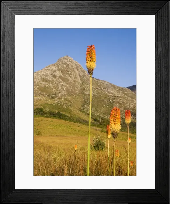 Framed Print : DDE-90021159 Framed Print : DDE-90021159