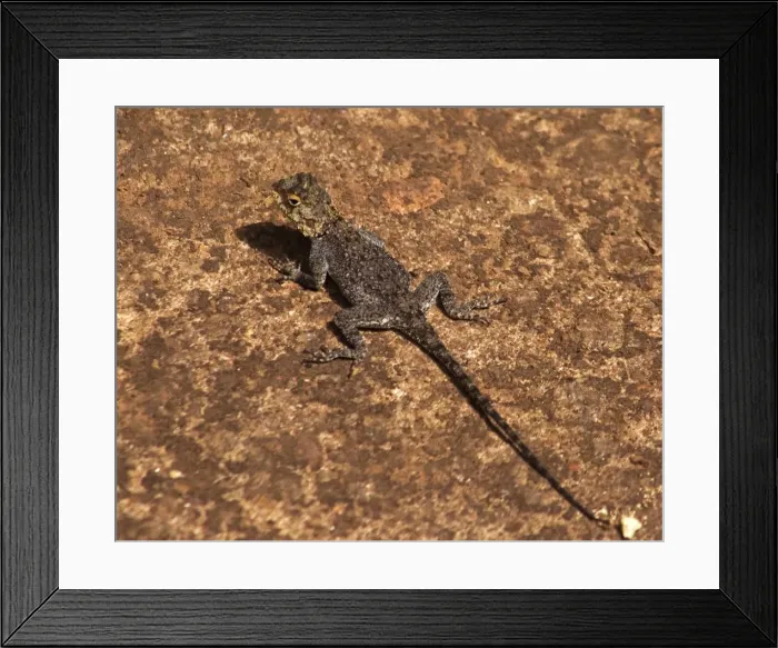 Framed Print : DDE-90021163 Framed Print : DDE-90021163