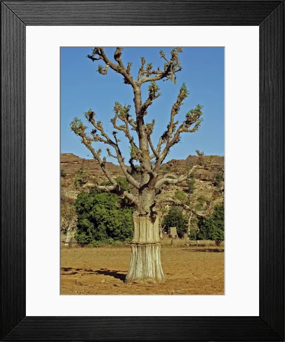 Framed Print : DDE-90021166 Framed Print : DDE-90021166