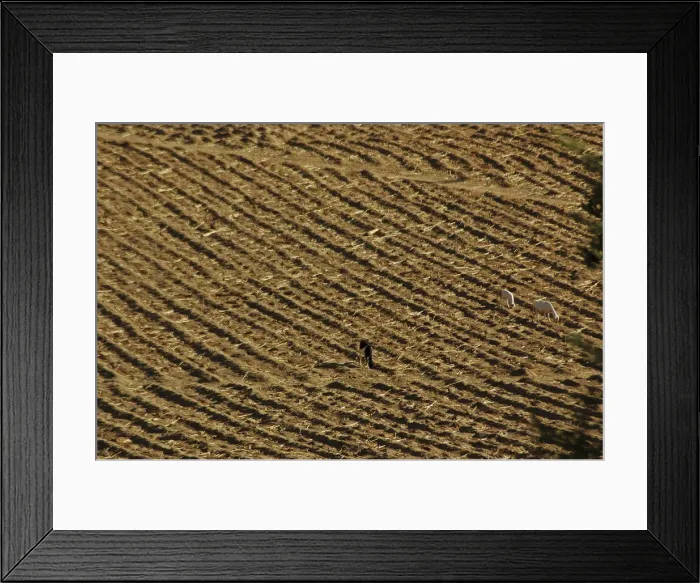 Framed Print : DDE-90021167 Framed Print : DDE-90021167