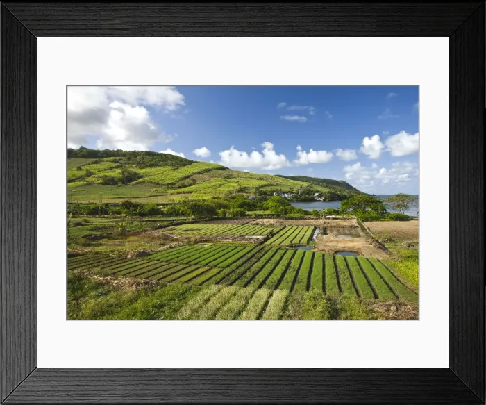 Framed Print : DDE-90021206 Framed Print : DDE-90021206