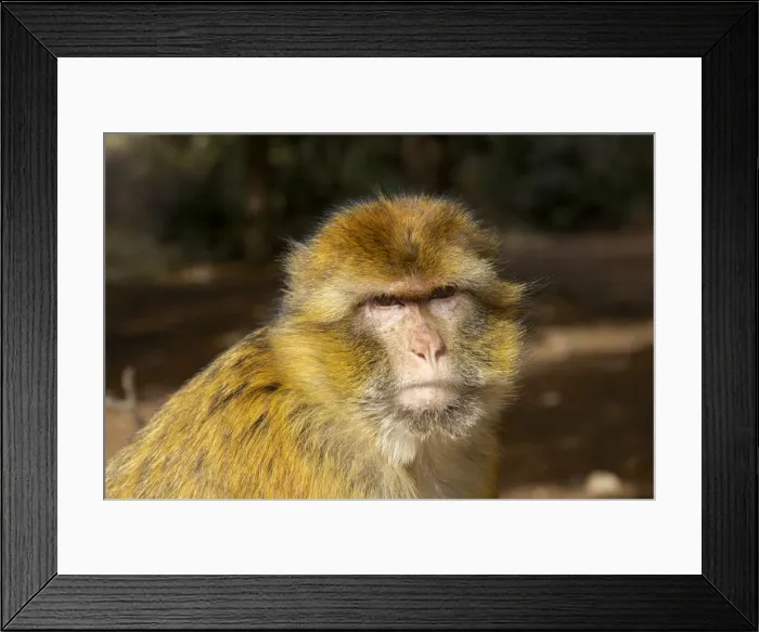 Framed Print : DDE-90021223