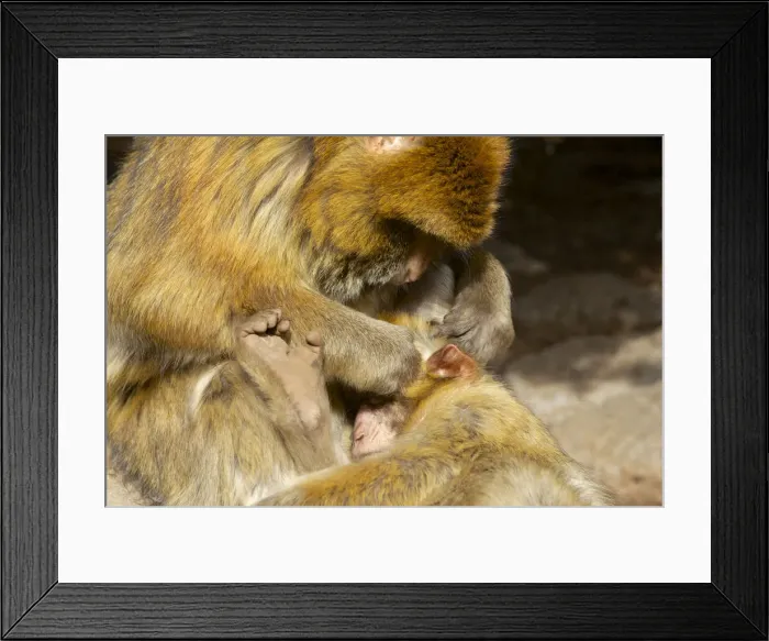 Framed Print : DDE-90021224 Framed Print : DDE-90021224