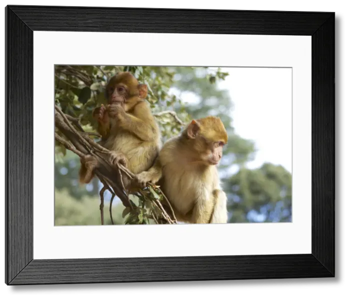 Framed Print : DDE-90021225 Framed Print : DDE-90021225