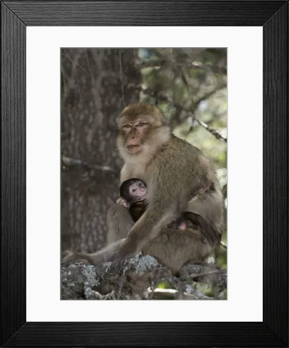 Framed Print : DDE-90021231 Framed Print : DDE-90021231