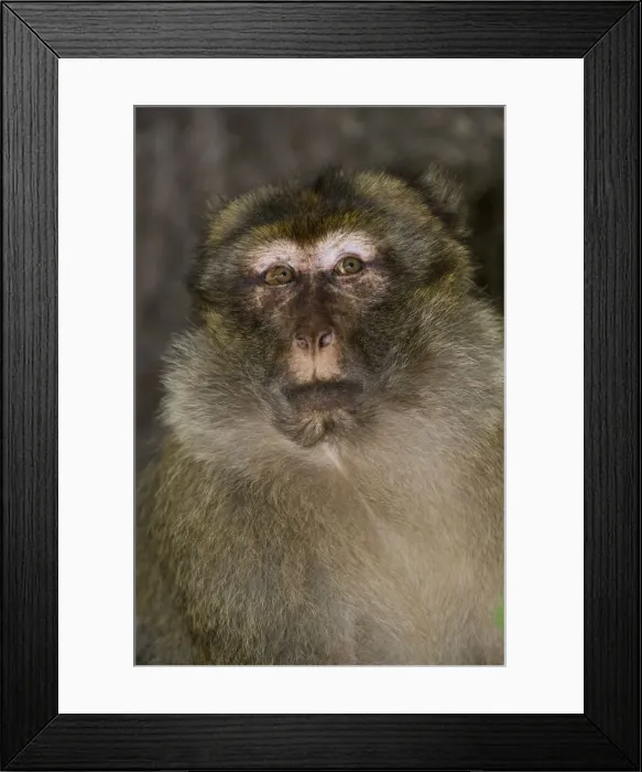 Framed Print : DDE-90021233 Framed Print : DDE-90021233