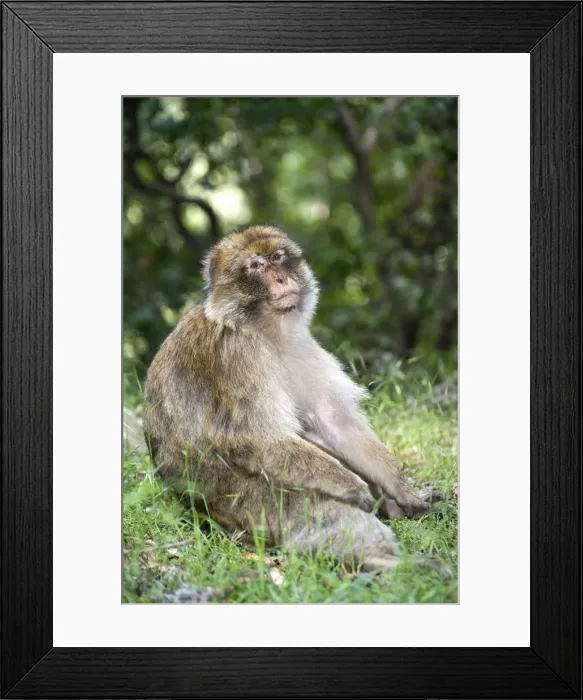 Framed Print : DDE-90021234 Framed Print : DDE-90021234