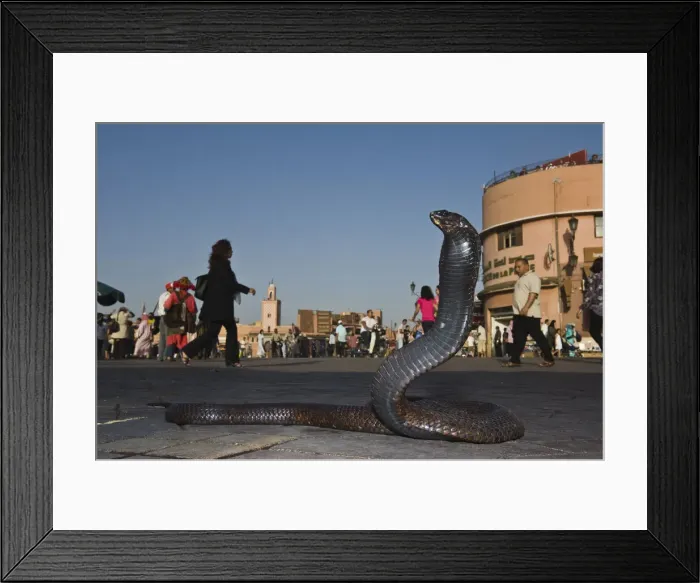 Framed Print : DDE-90021235 Framed Print : DDE-90021235