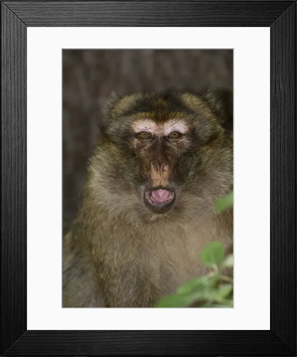 Framed Print : DDE-90021232 Framed Print : DDE-90021232