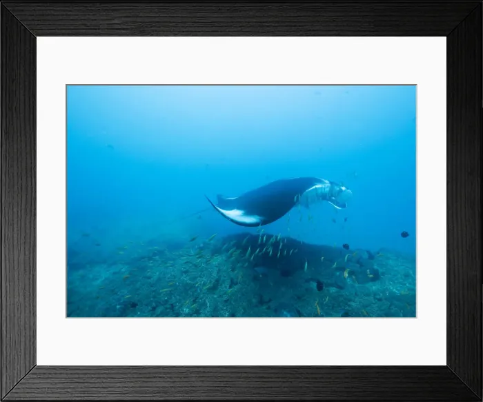 Framed Print : DDE-90021240 Framed Print : DDE-90021240