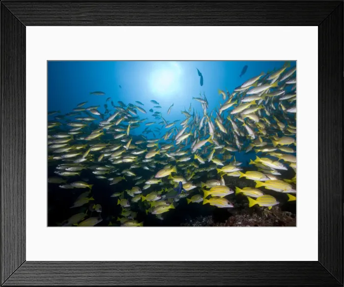 Framed Print : DDE-90021241 Framed Print : DDE-90021241