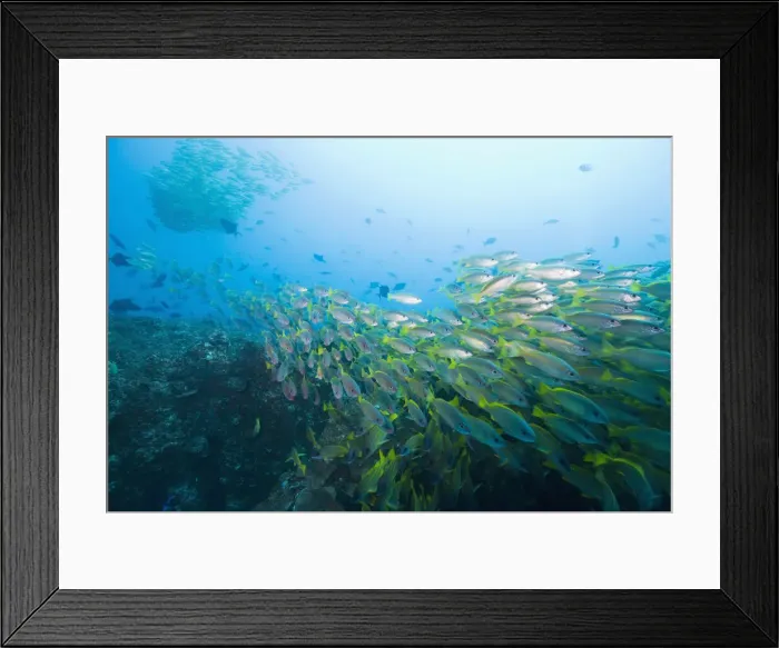 Framed Print : DDE-90021243 Framed Print : DDE-90021243