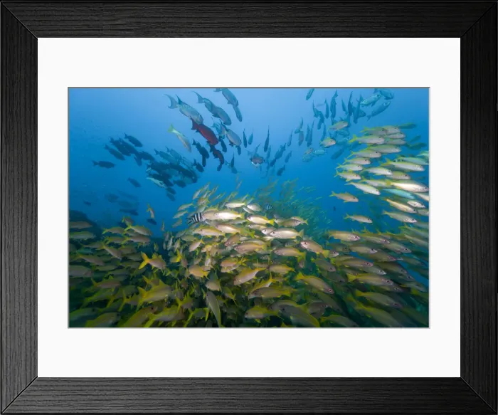 Framed Print : DDE-90021244 Framed Print : DDE-90021244