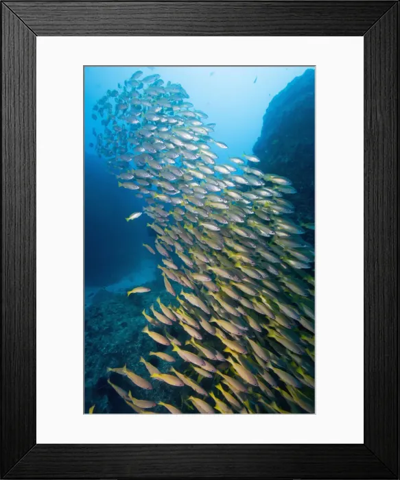 Framed Print : DDE-90021242 Framed Print : DDE-90021242