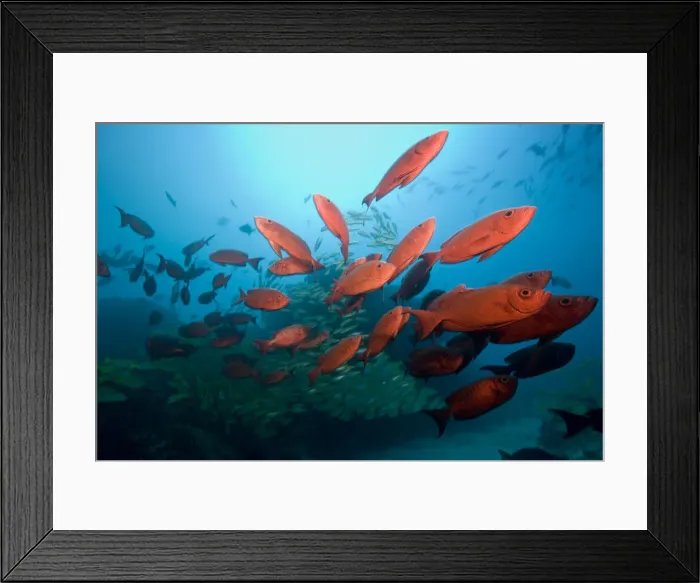Framed Print : DDE-90021245 Framed Print : DDE-90021245